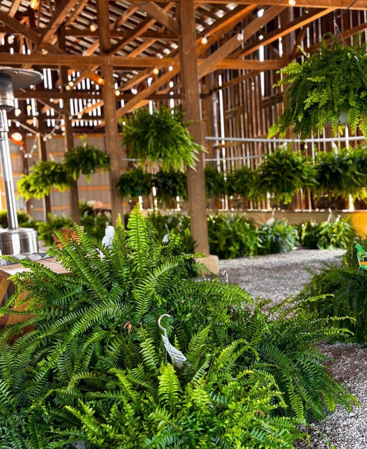 12” Boston Fern Hanging Basket 36”-38” Spread PRE ORDER- April 10th