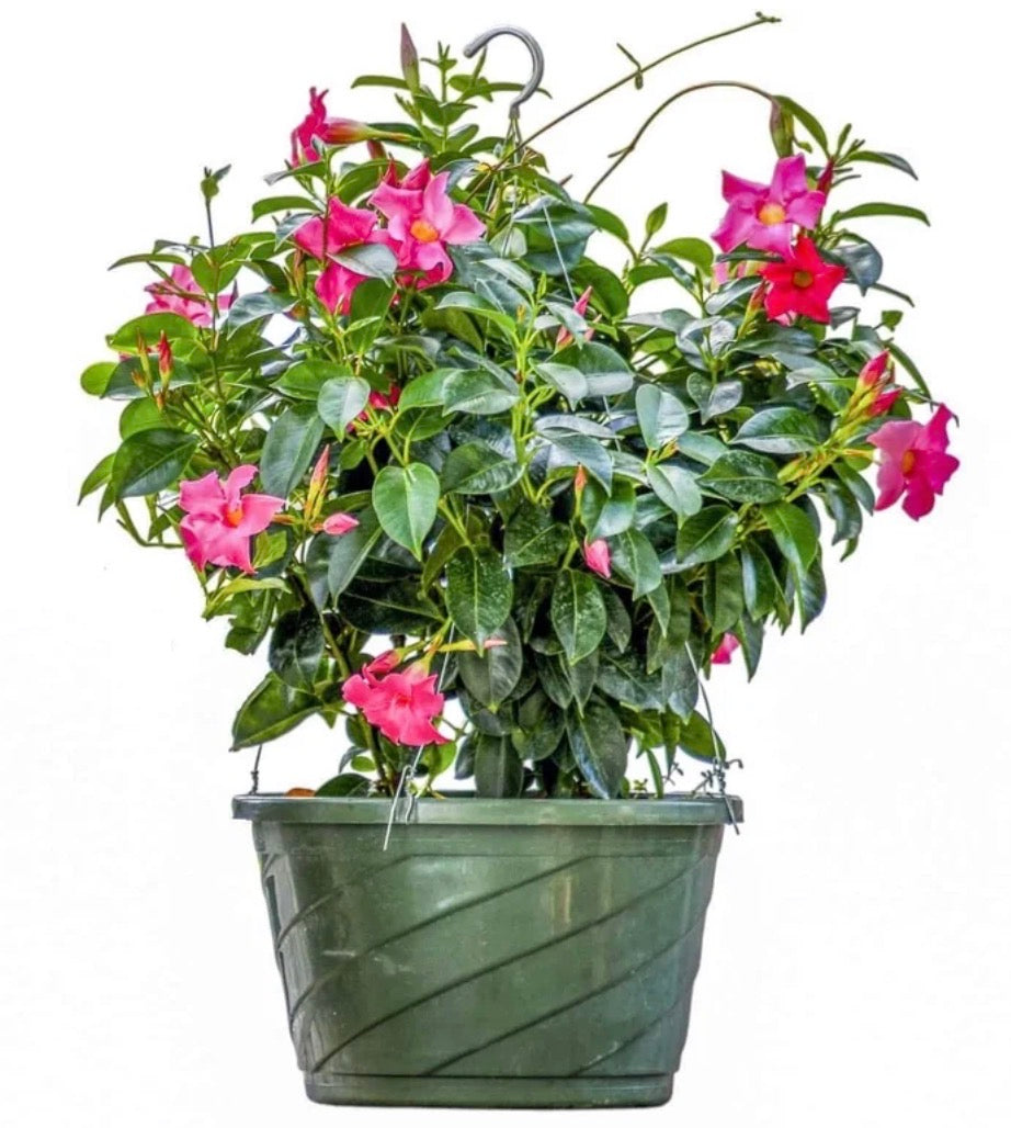 12” Dipladenia Hanging Basket Pink PRE ORDER- April 25th