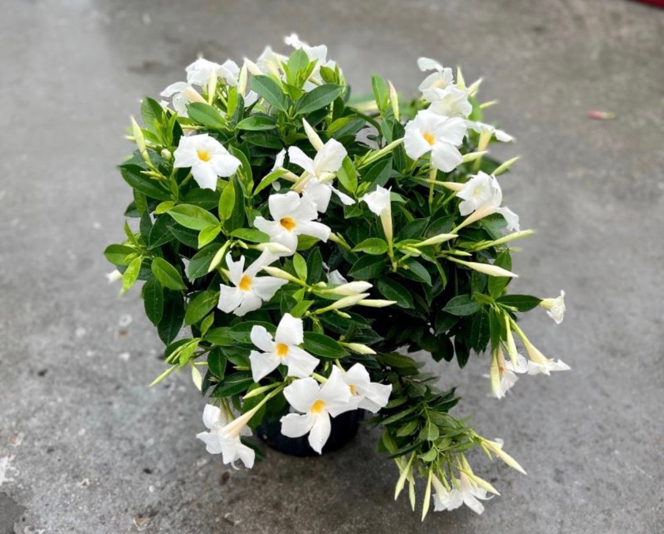 12” Dipladenia Hanging Bakset White PRE ORDER- April 25th