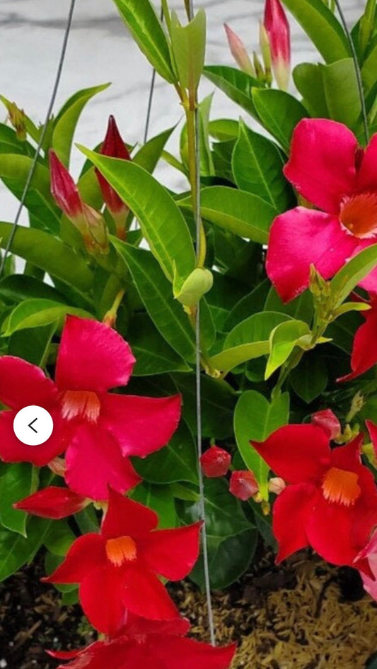 12” Dipladenia Hanging Basket Coral PRE ORDER- April 10th