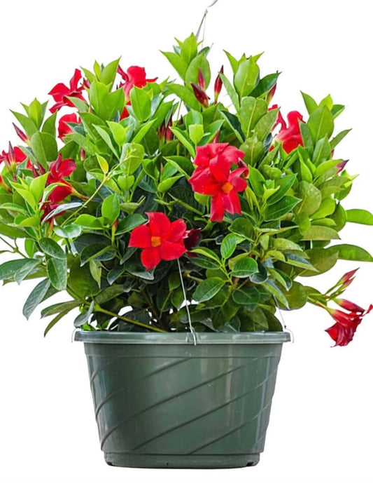 12” Dipladenia Hanging Basket Red PRE ORDER- April 10th