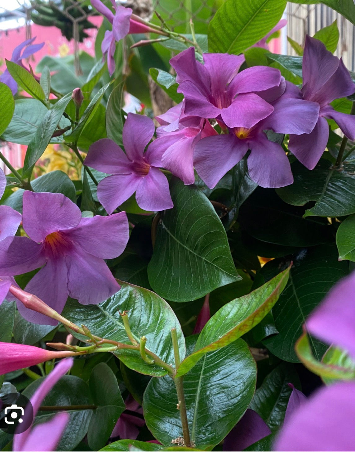 12” Dipladenia Hanging Basket Bluephora PRE ORDER- April 10th